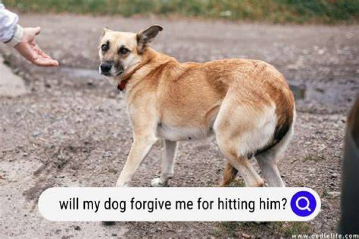 Will my puppy forgive me for hitting?