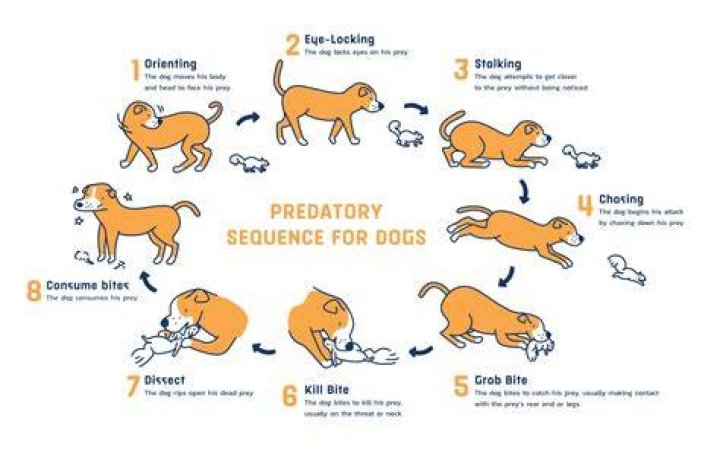 Will neutering reduce prey drive?